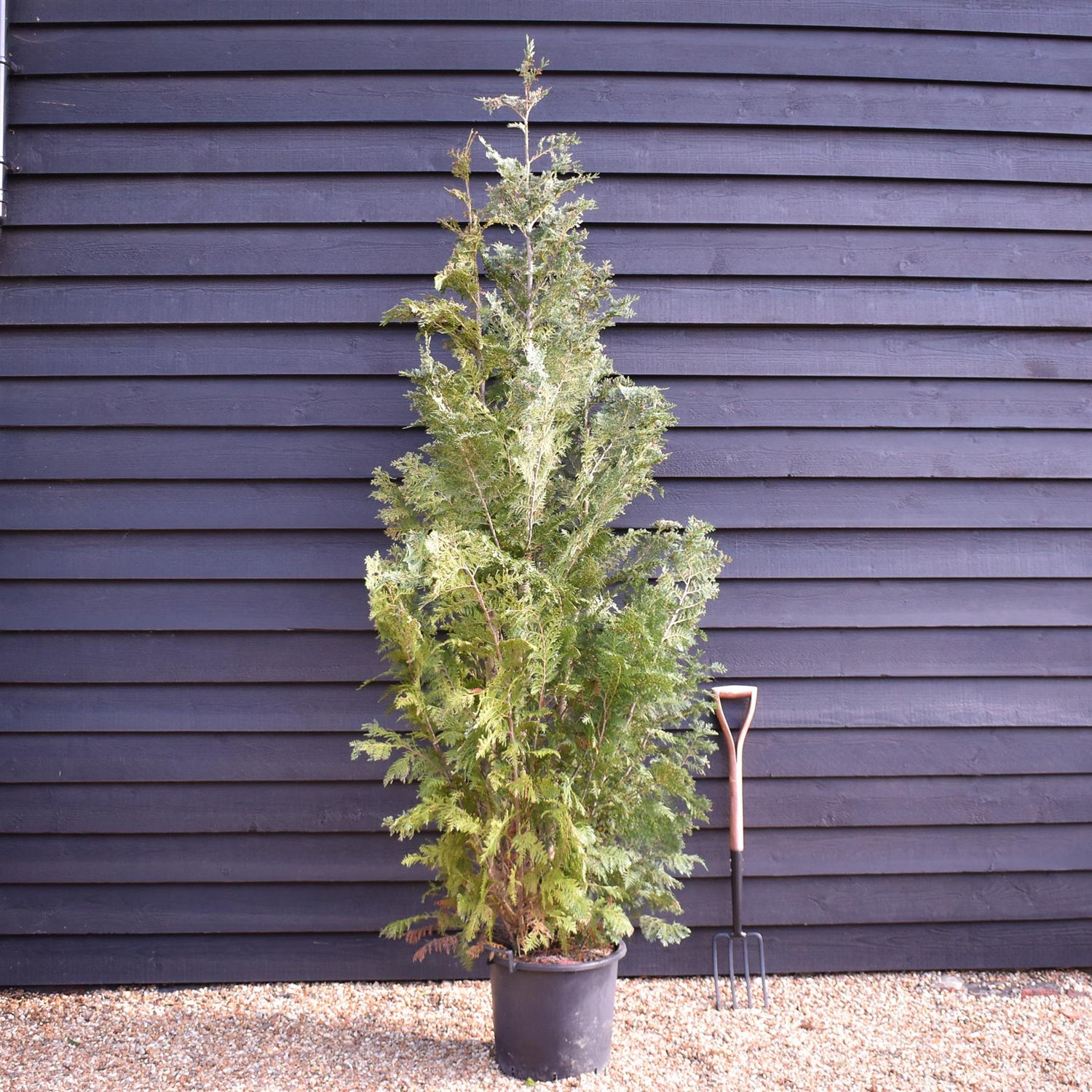 Chamaecyparis lawsoniana 'Columnaris' | False Cypress - Height 220-260cm - 30lt