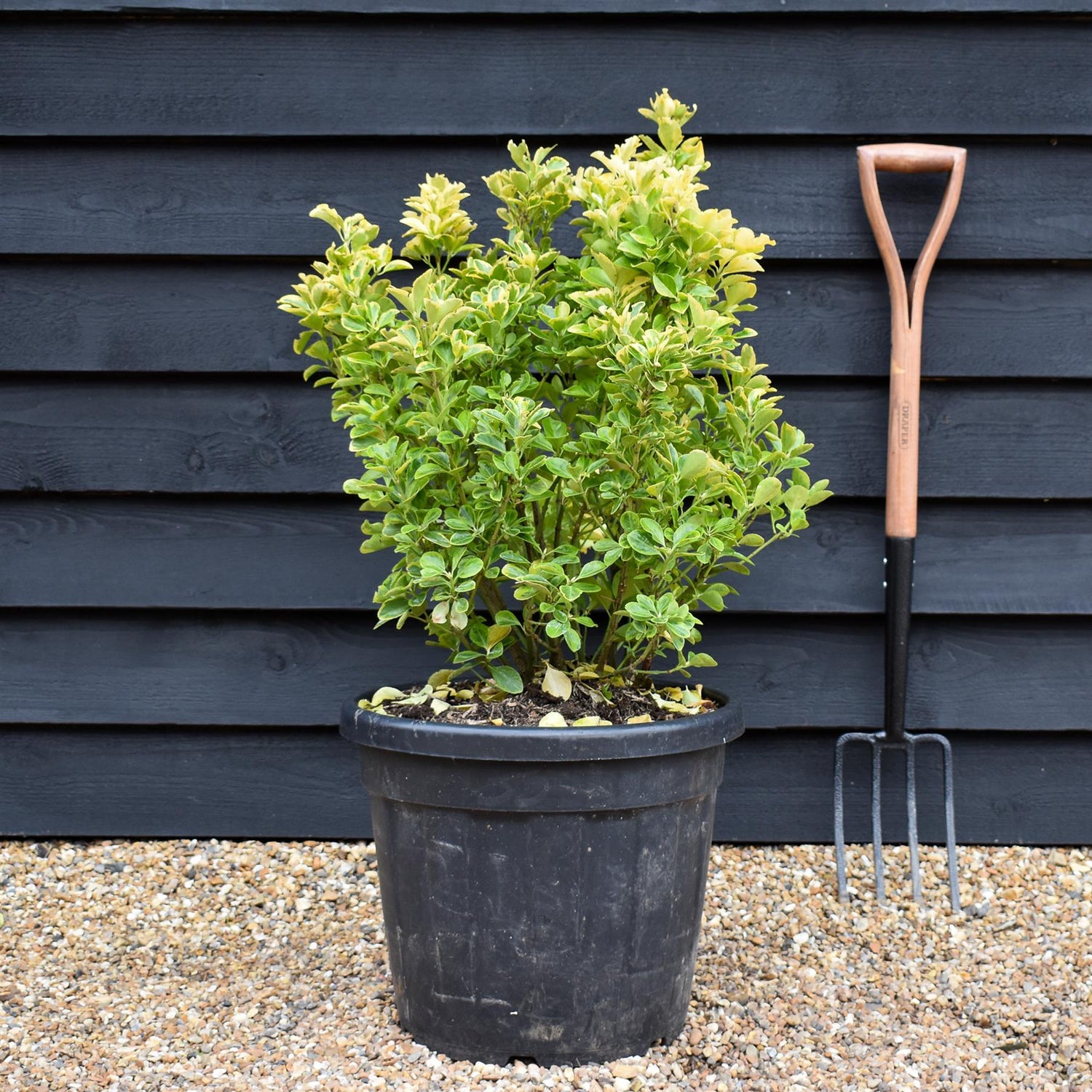 Euonymus Japonicus 'Aureomarginatus' - Height 70-80cm - 35lt