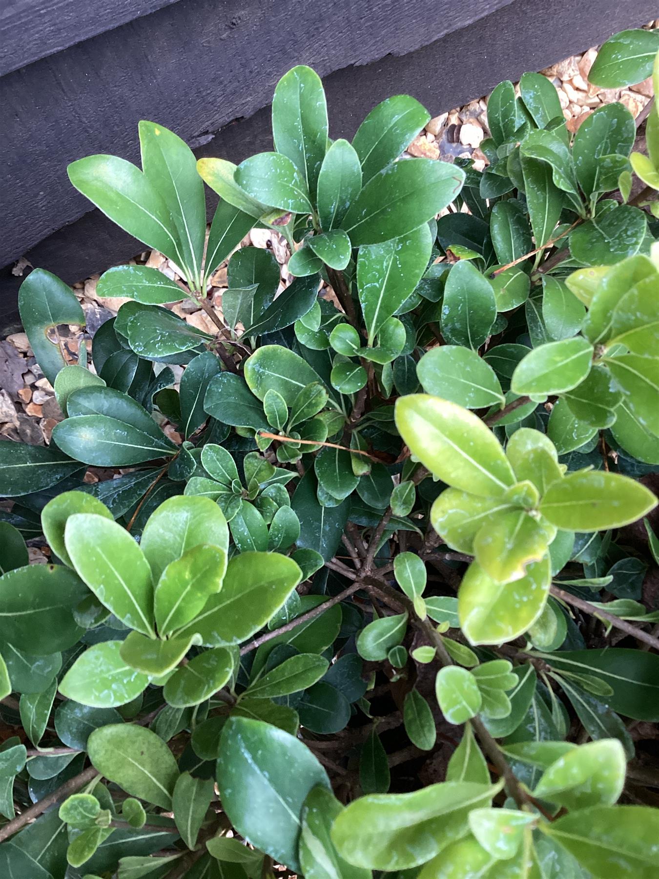Pittosporum tobira 'Nanum' | | Dwarf Japanese Pittosporum - 70-80cm, 25lt
