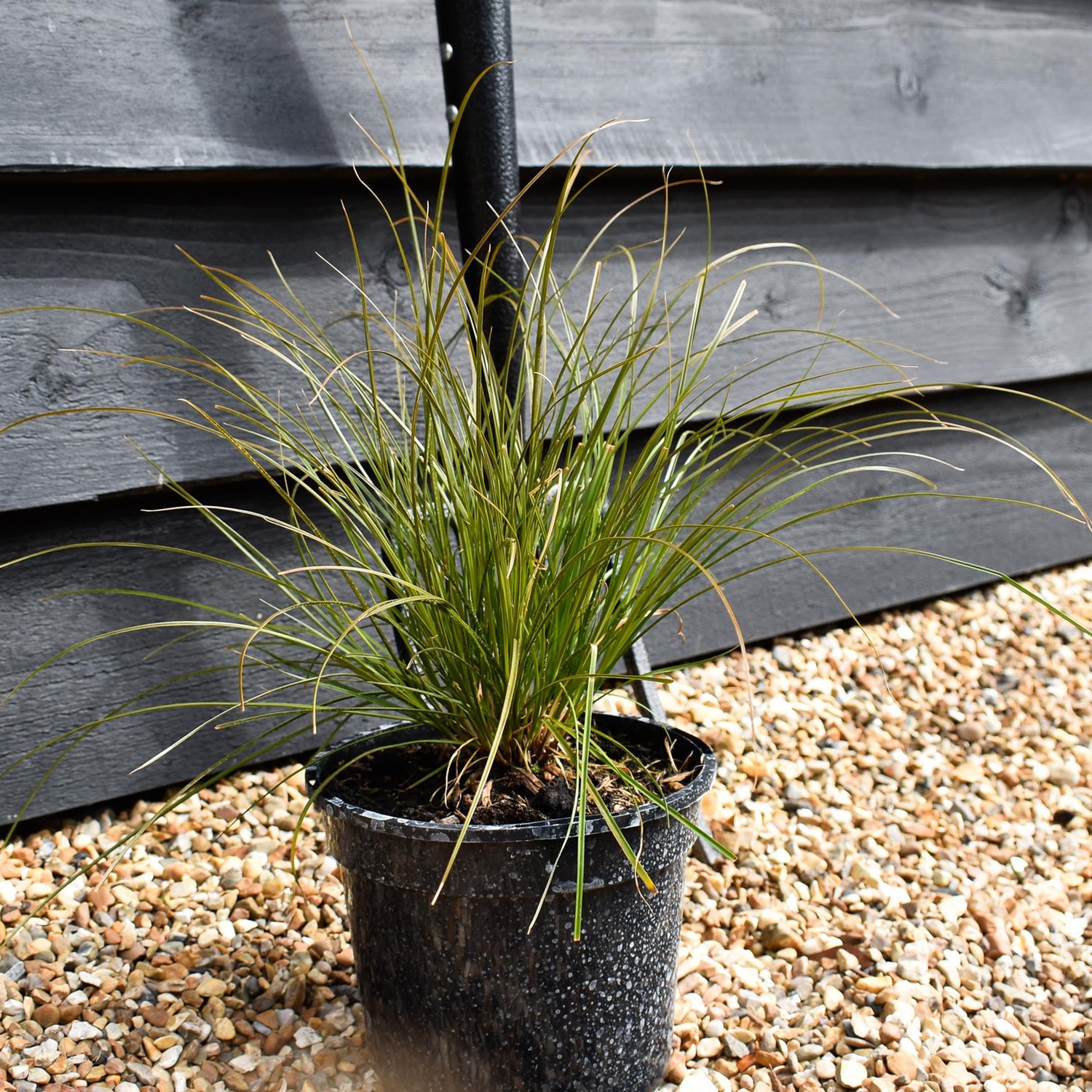 Carex testacea - Height 25-35cm - Grass - 2lt