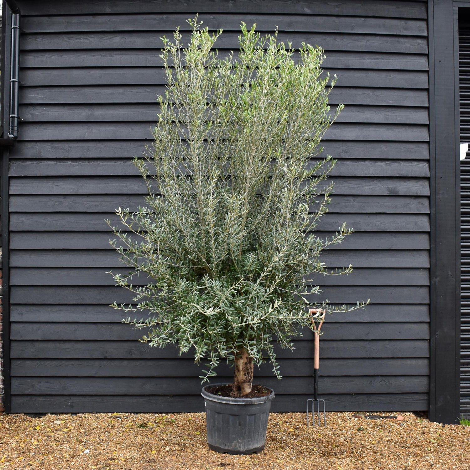 Olive Tree | Olea Europea Specimen 28A - Trunk Height 40cm - Height 240-260cm - 70lt