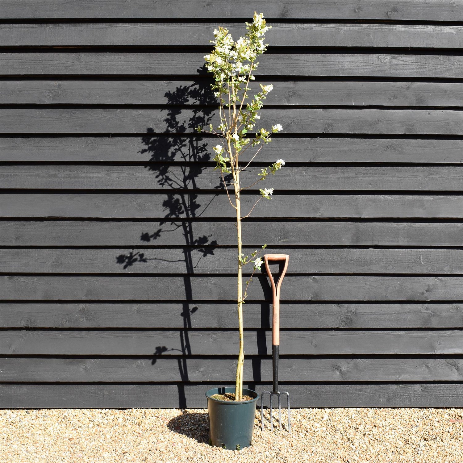 Excochorda serratifolia Snow White - Height 200-220cm - 12lt