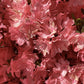 Azalea | Rhododendron - 100-150cm, 10lt