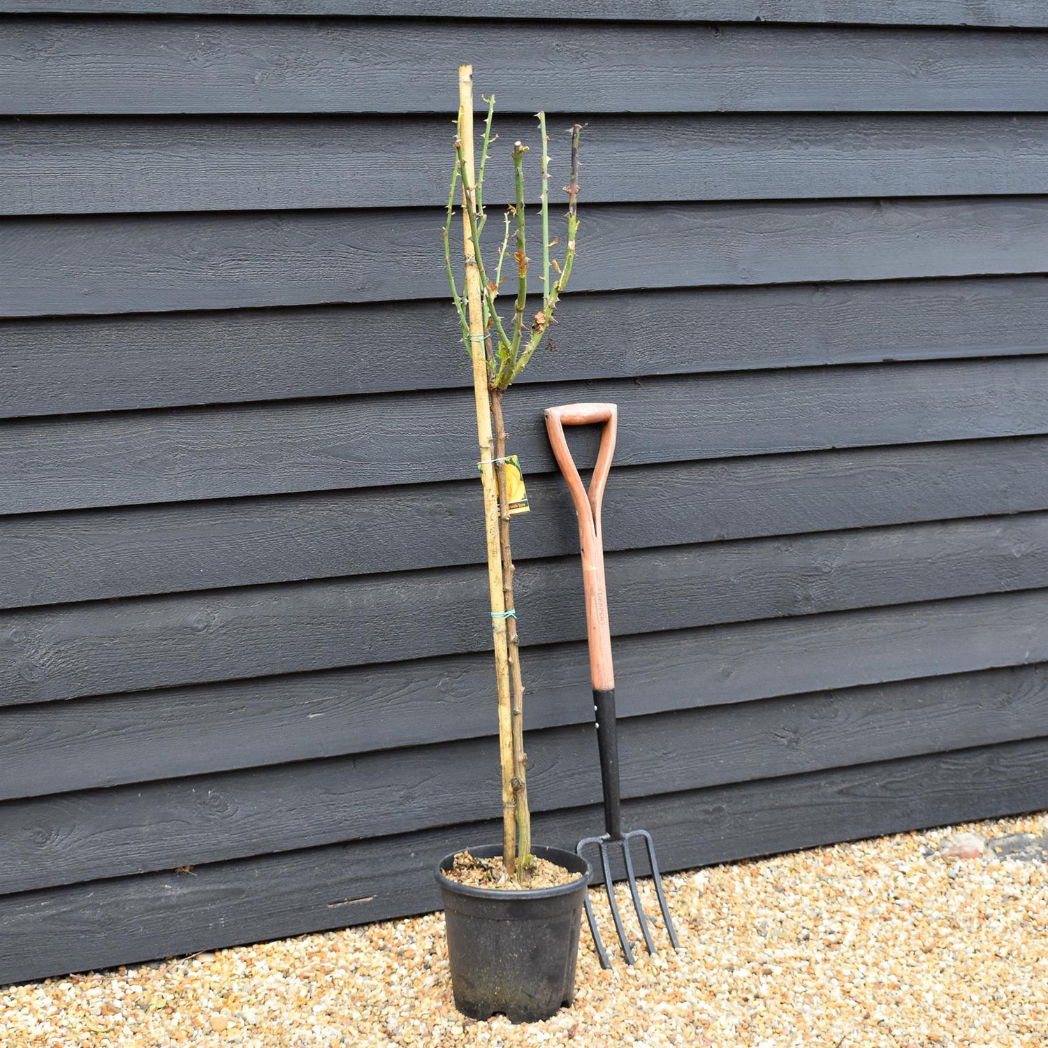 Rose 'Giallo Puro Intenso' - Clear Stem 80-90cm - Height 130-160cm - 18lt
