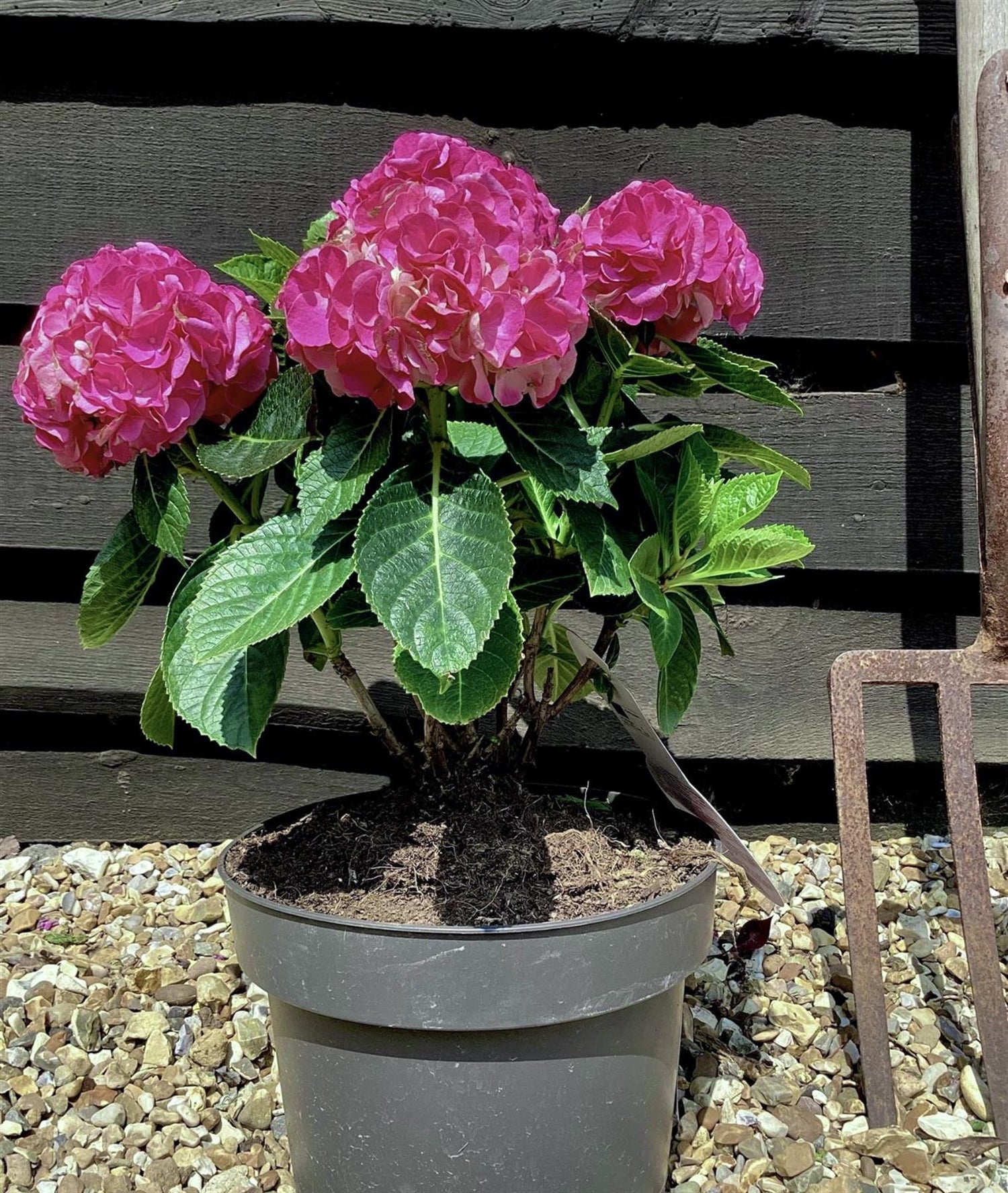 Hydrangea Original Mophead Pink | Pink hydrangea 20-30cm - 5lt