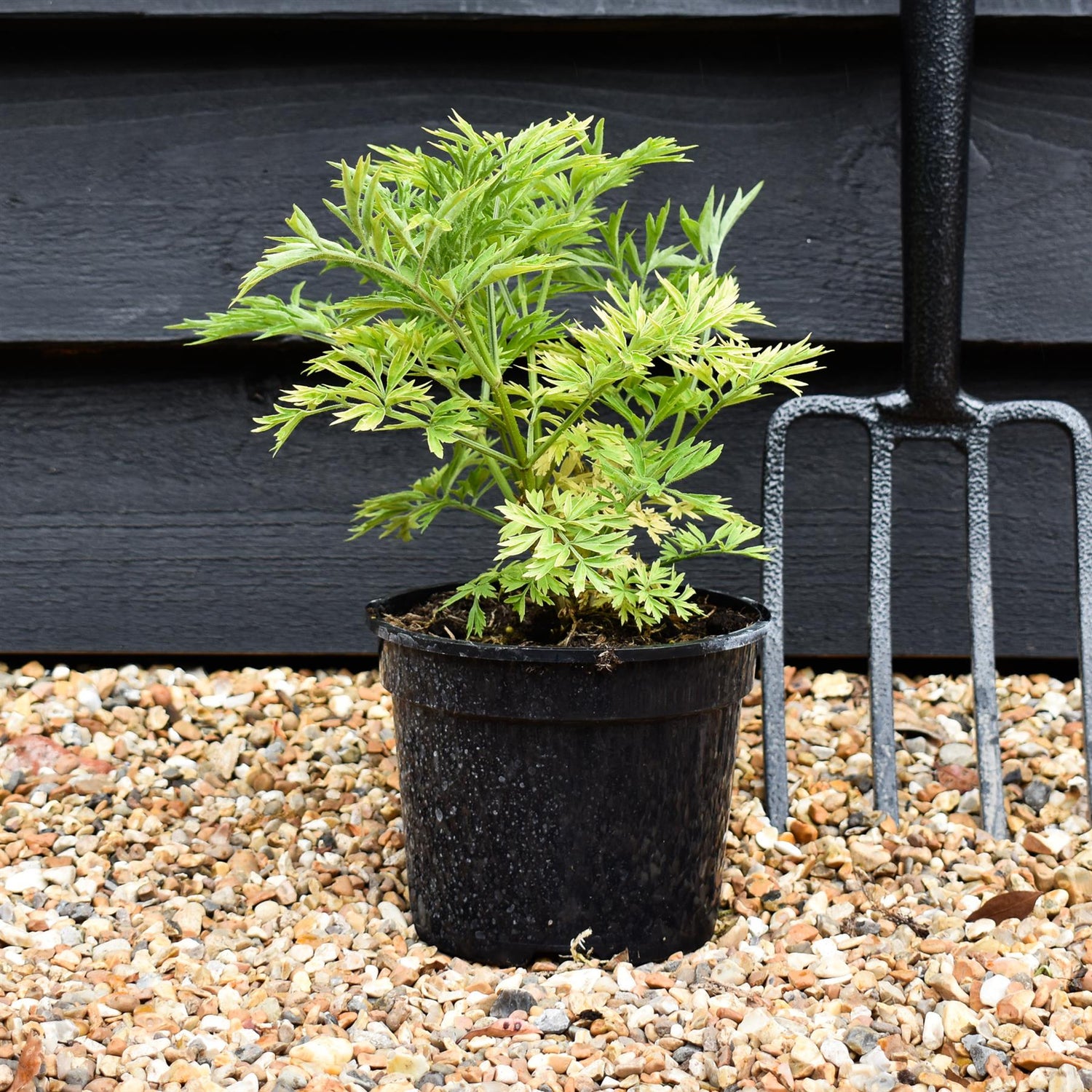 Sambucus Golden Tower - Shrub - 20-30cm - 2lt