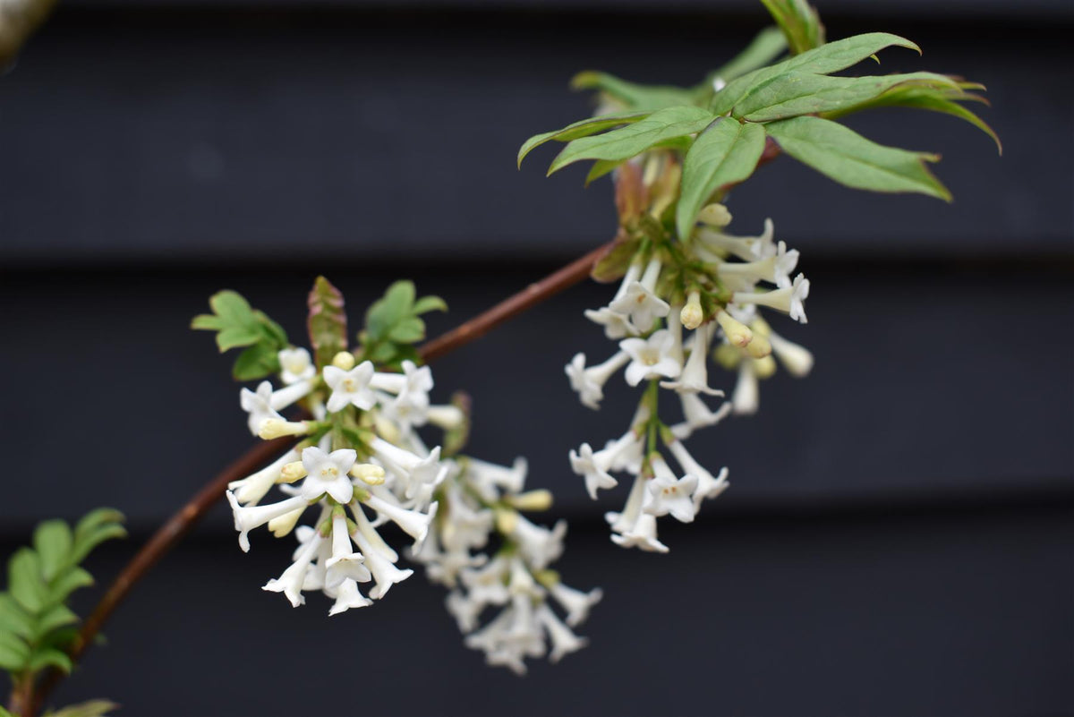 Syringa pinnatifolia - Height 180-200cm - 20lt
