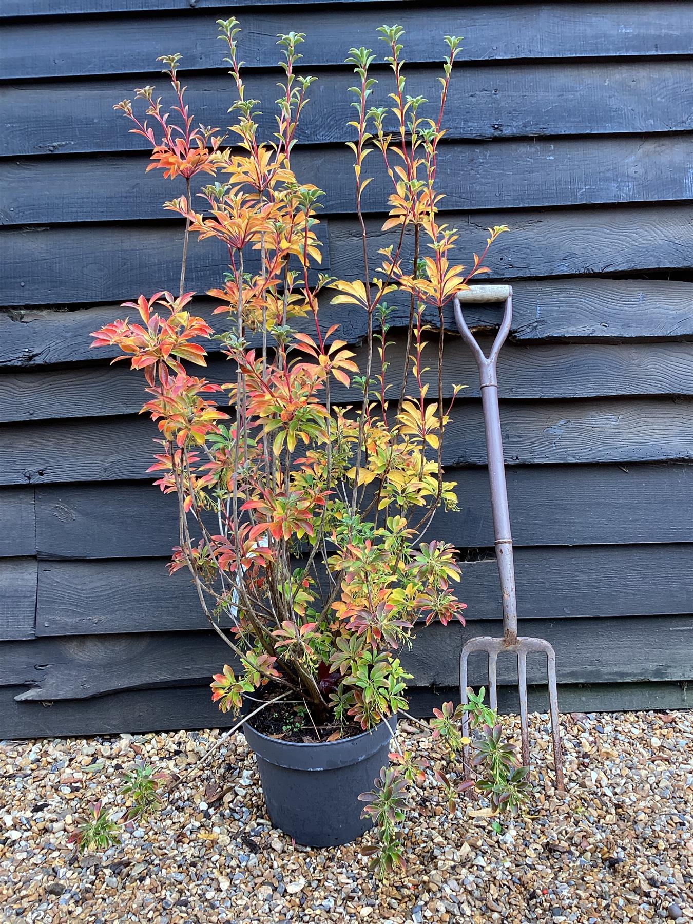 Enkianthus 'Pagoda' | Pagoda Bush - 80cm, 10lt