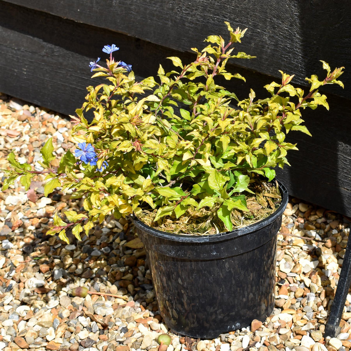 Ceratostigma willmottianum Sapphire Ring - Height 15-20cm - 2lt