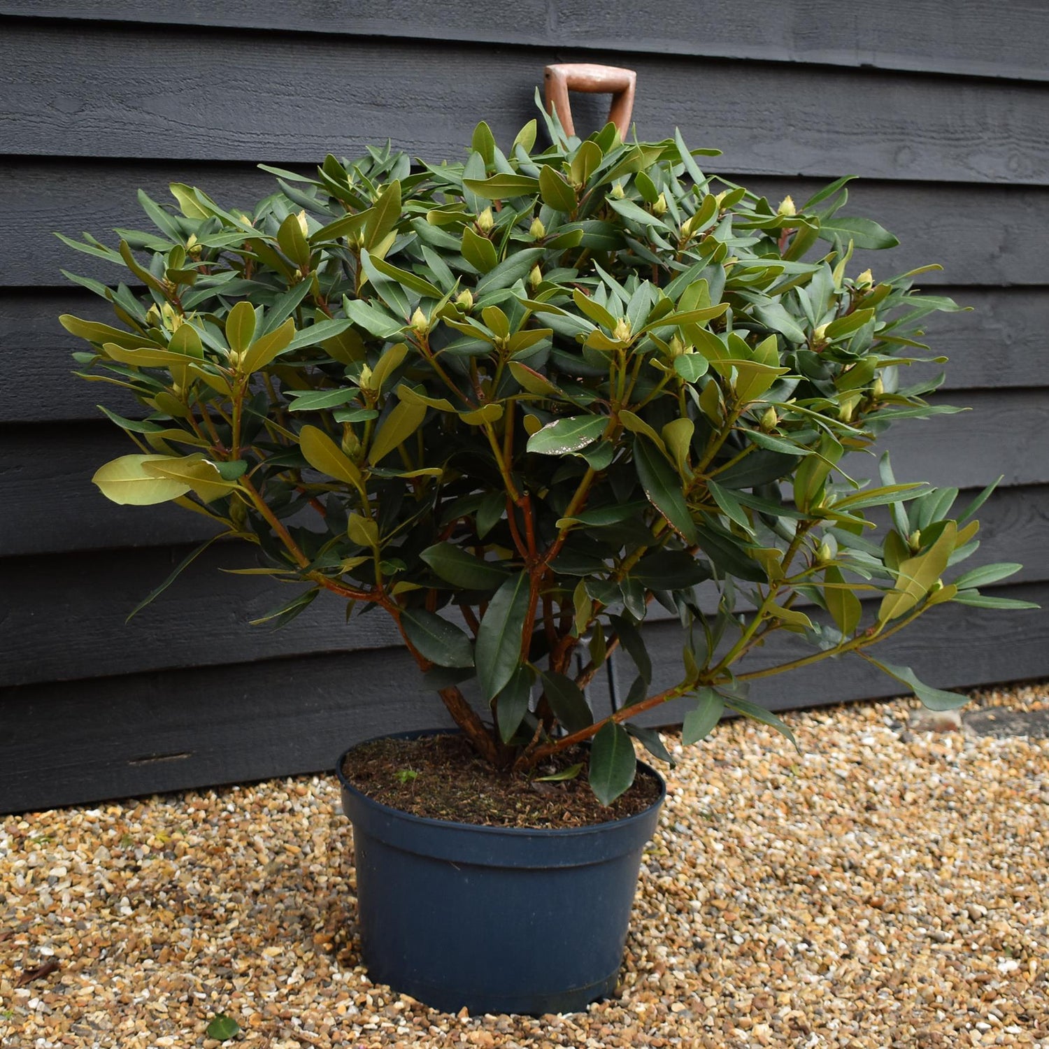 Rhododendron 'Karl Naue Red' - Shrub - Height 70cm - Width 80-90cm - 15lt