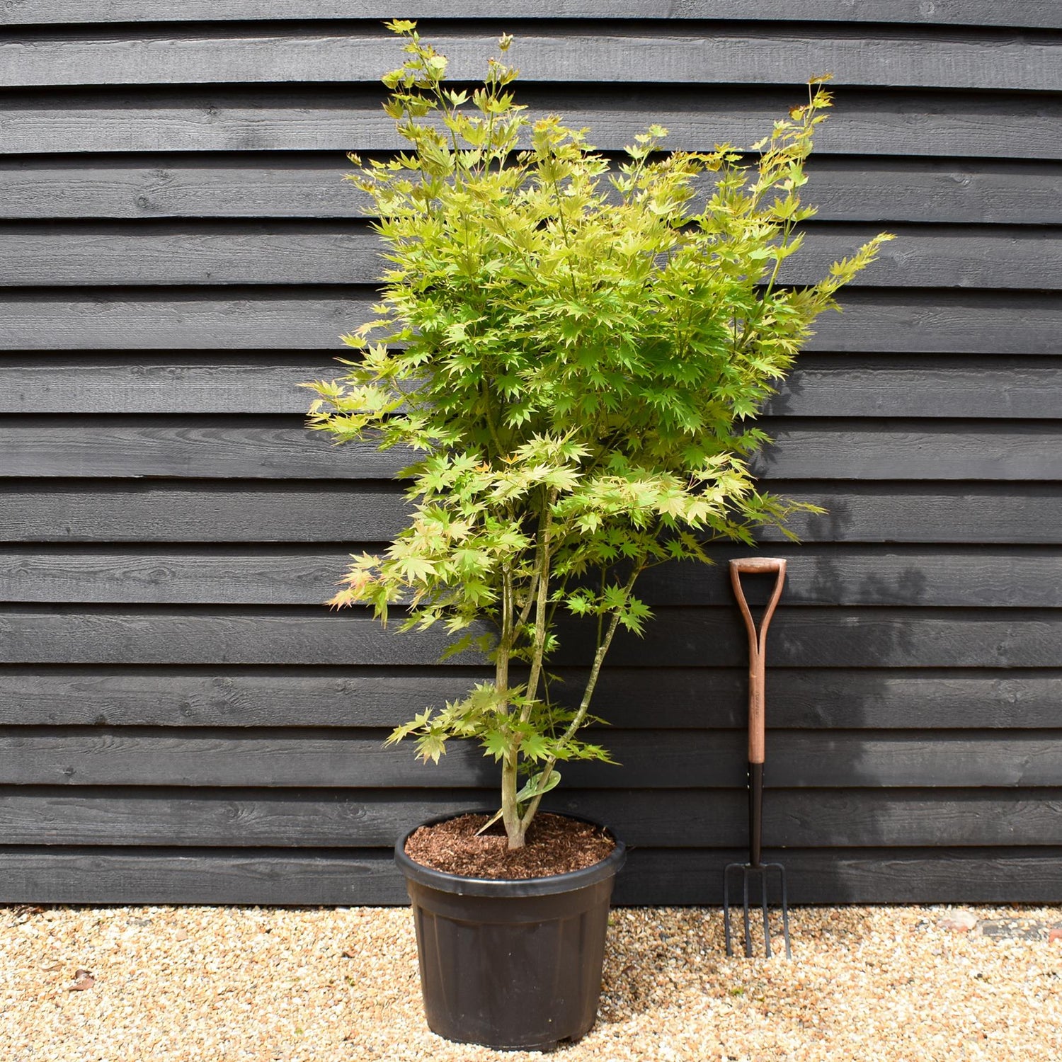 Acer Shirasawanum 'Jordan' - Bushy - Height 170-180cm - 55lt