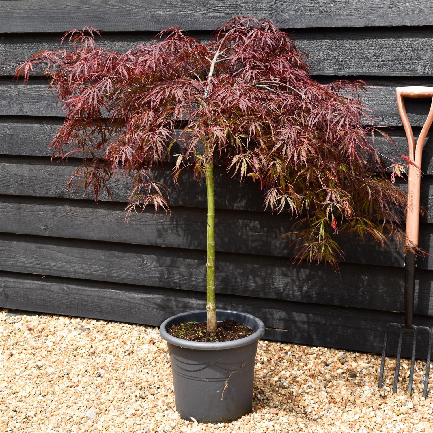 Acer palmatum 'Tamukeyama' | Purple Threadleaf Japanese maple - Quarter Standard - Clear Stem 50cm - Height 80-100cm - 15lt
