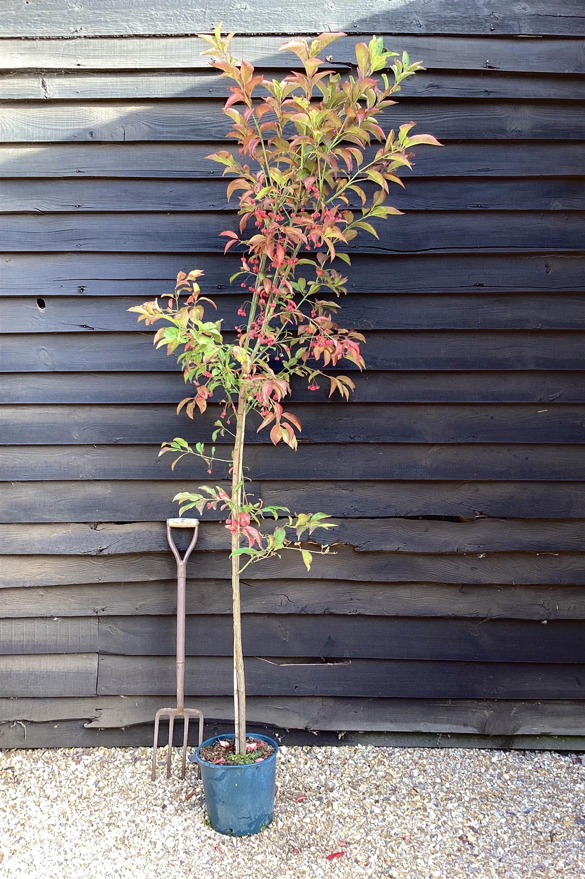 Euonymous Europeus | Spindle Tree - 230-250cm, 20lt