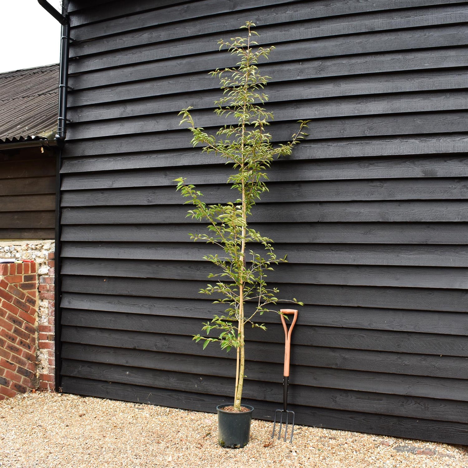 Prunus 'The Bride' | Cherry 'The Bride' - 190-220cm, 10lt