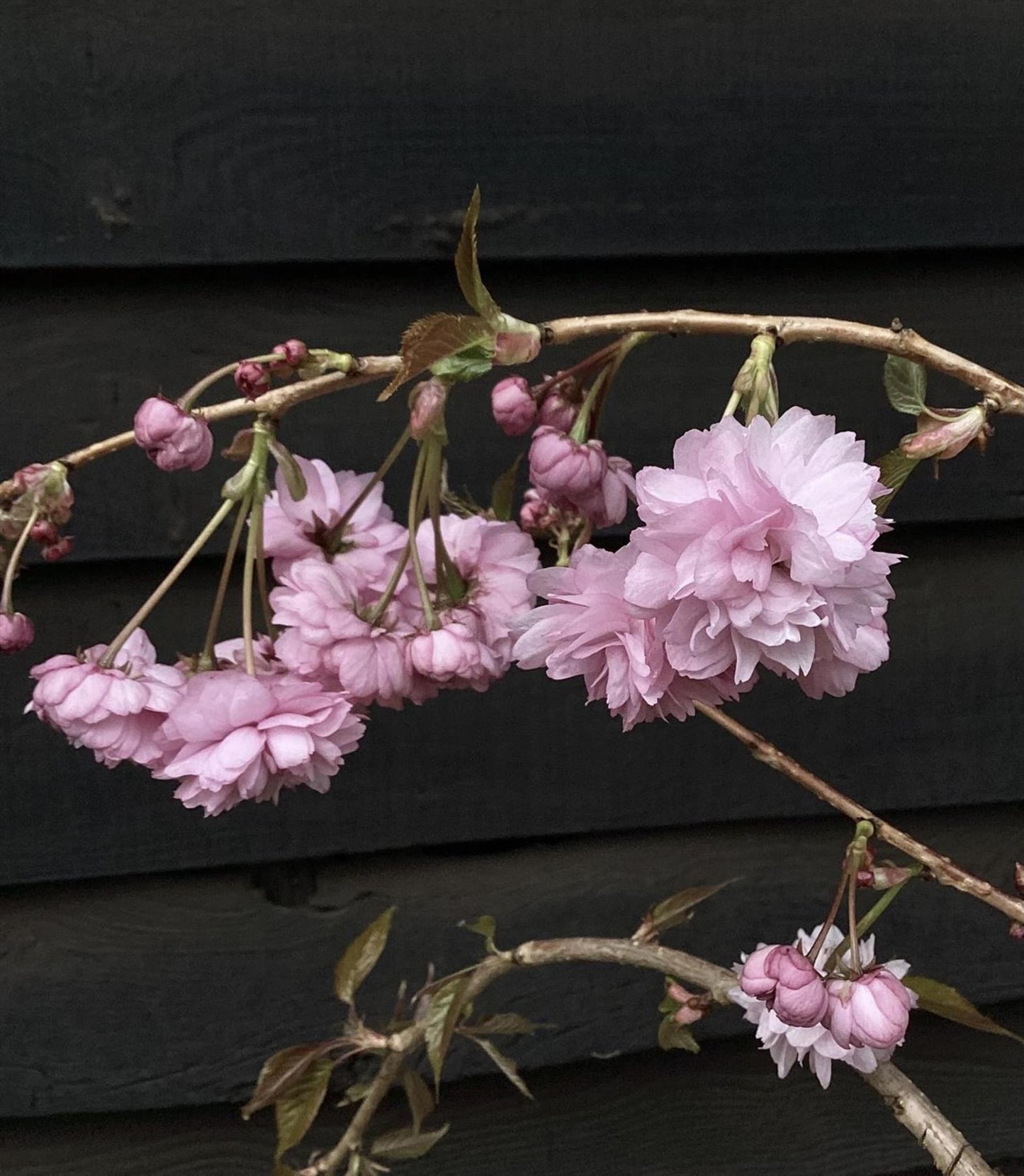 Prunus 'Kiku-shidare-zakura' Sakura | Japanese Weeping - 180-200cm - 10lt
