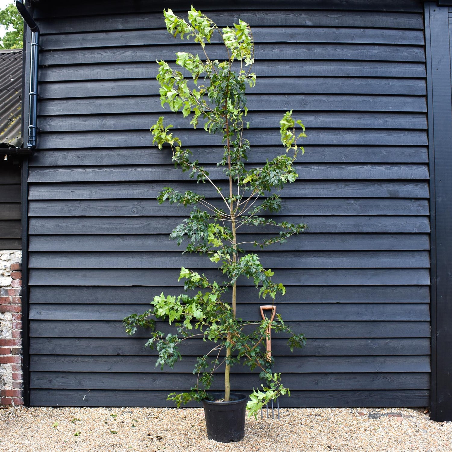 Amur maple | Acer tataricum ginnala - Height 220-280cm - Girth 6-8cm - 30lt