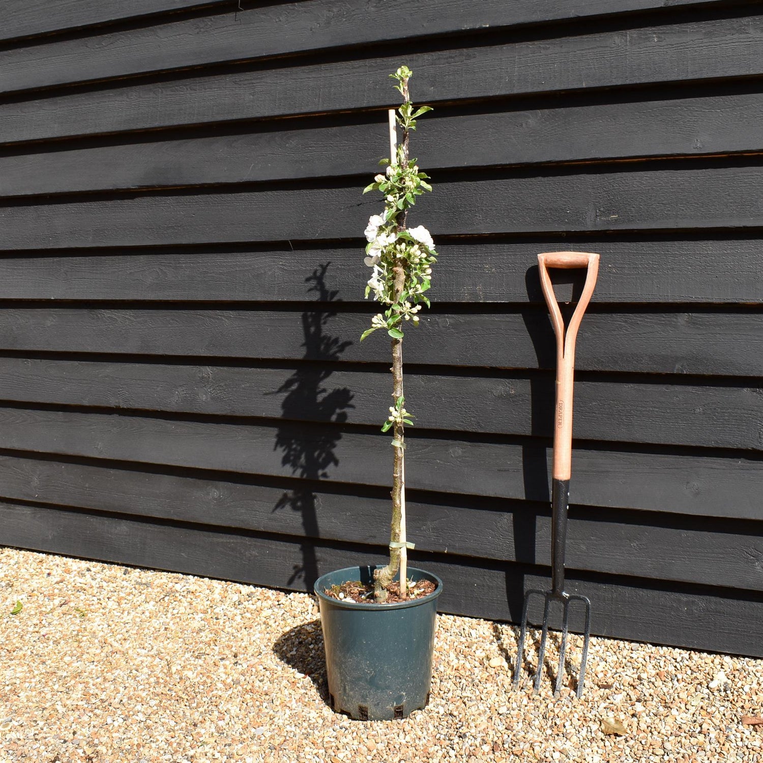 Apple tree 'Blue Moon' (Starline) | Malus domestica - 160-150cm - 10lt