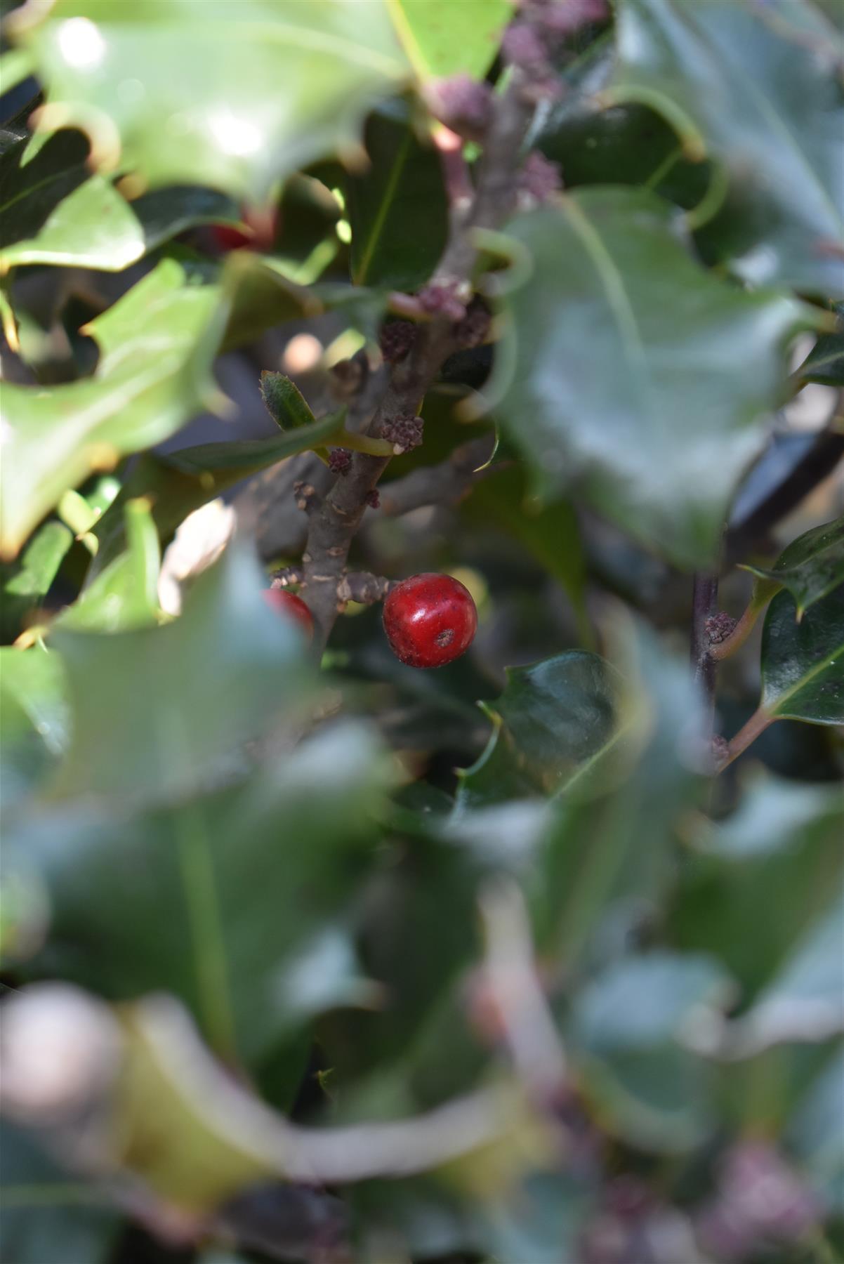 Ilex × meserveae Blue Princess | Blue Princess Holly - Ball - Width 60cm - 40lt