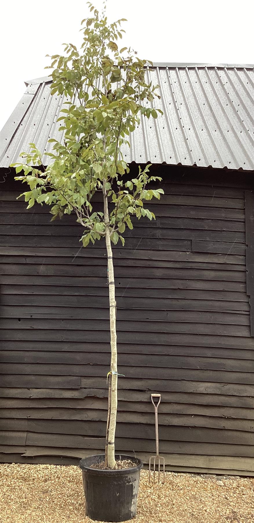 Juglans regia | Common Walnut Tree - Girth 14-16cm - Height 5m-5.3m ...