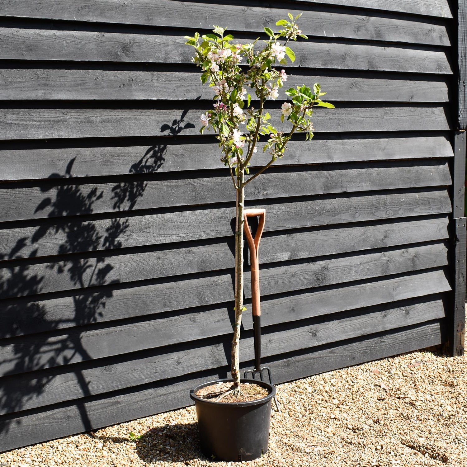 Apple tree 'Sunset' | Malus domestica - MM106 - Semi Dwarfing - Height 150-160cm - 20lt