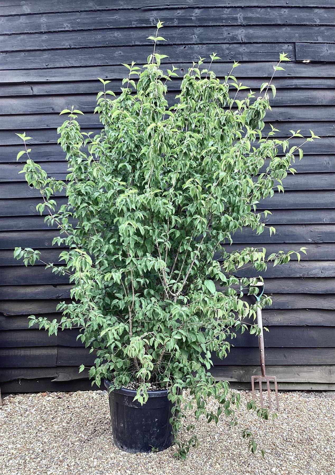 Cornus Mas | Cornelian Cherry - Height 180-200cm -55lt