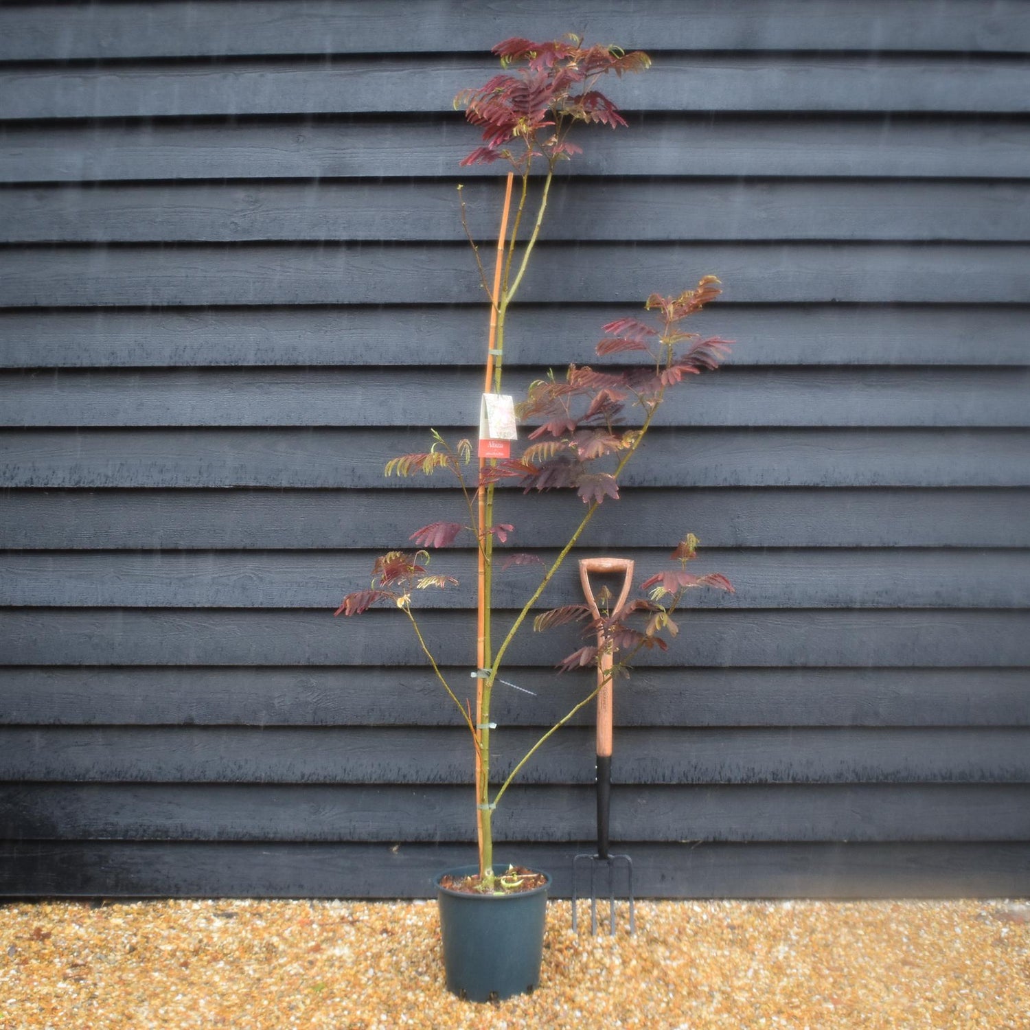 Albizia Julibrissin Evey's Pride | Silk Tree - Height 170-180cm - 12lt