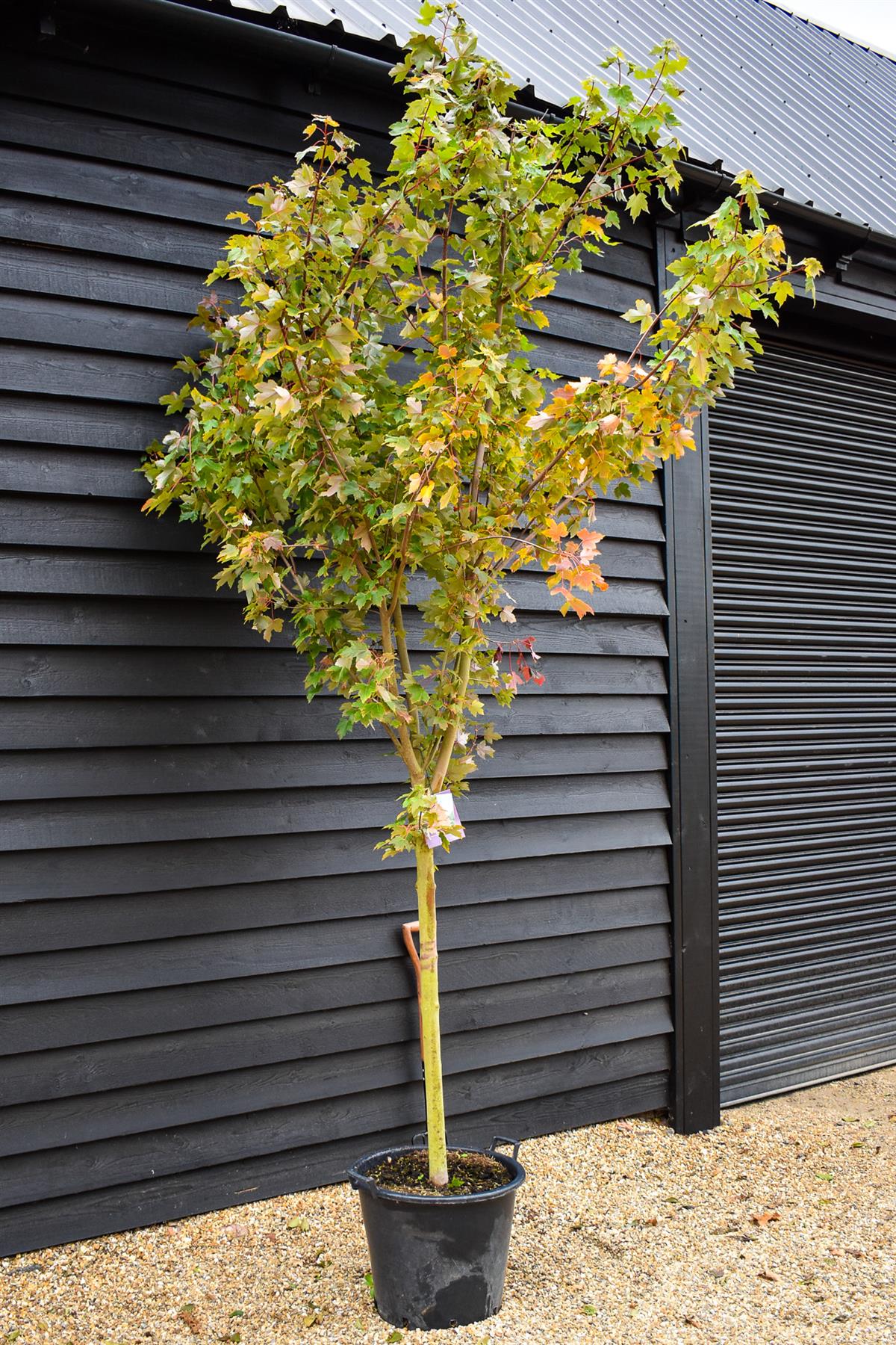 Red maple | Acer rubrum Redpointe - Clear stem 100cm - Height 300-330cm  - Girth 14-18cm - 50lt