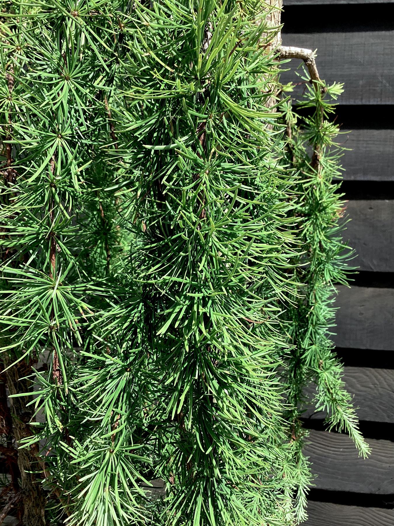 Larix kaempferi 'Stiff Weeper' - Stem - 140-150cm, 20lt
