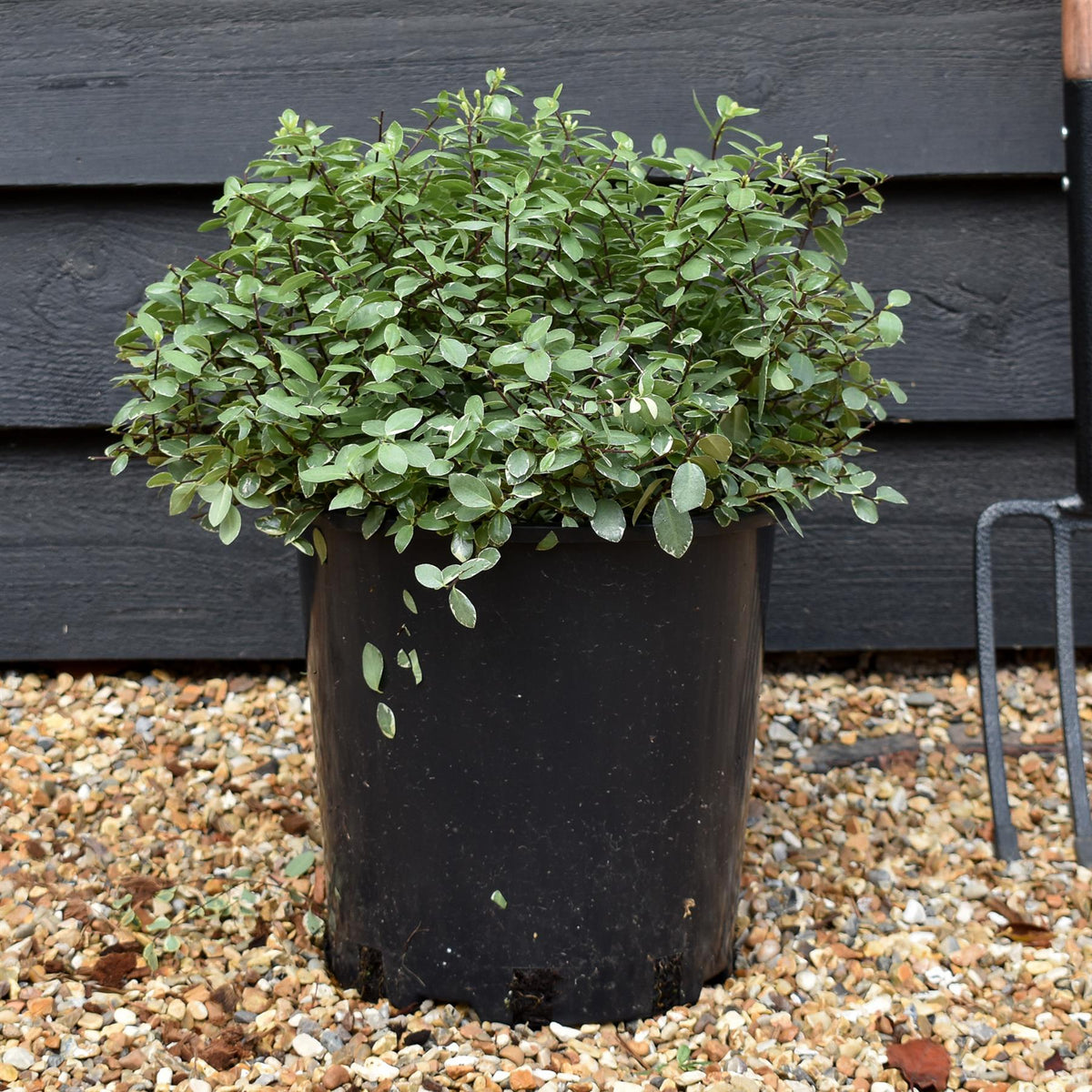 Pittosporum tenuifolium 'Silver Ball' - 40-50cm - 12lt