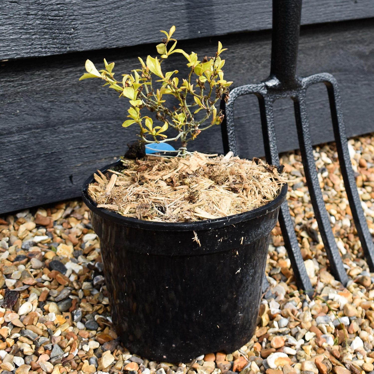 Ceratostigma willmottianum Sapphire Ring - Height 15-20cm - 2lt