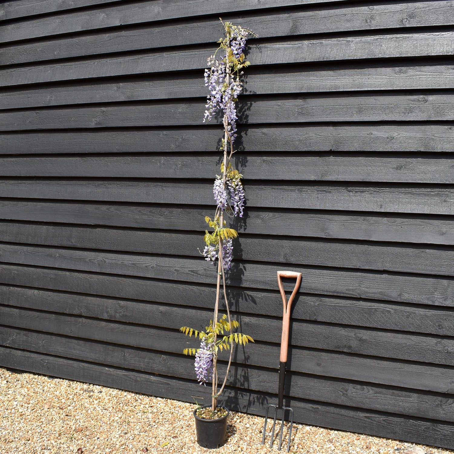 Wisteria floribunda ' Domino ' - Cane - Height 150-200cm - 3lt