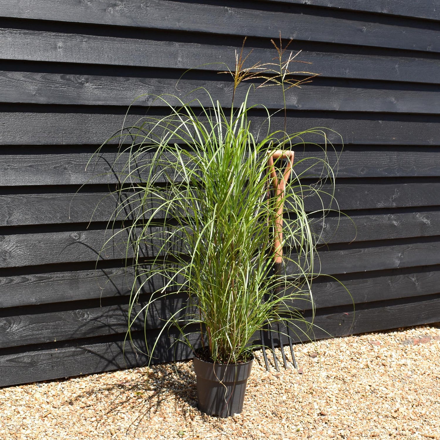 Miscanthus sinensis 'Yaku Jima' - Grass - Herbaceous Perennial - Height 80-90cm - 6.5lt