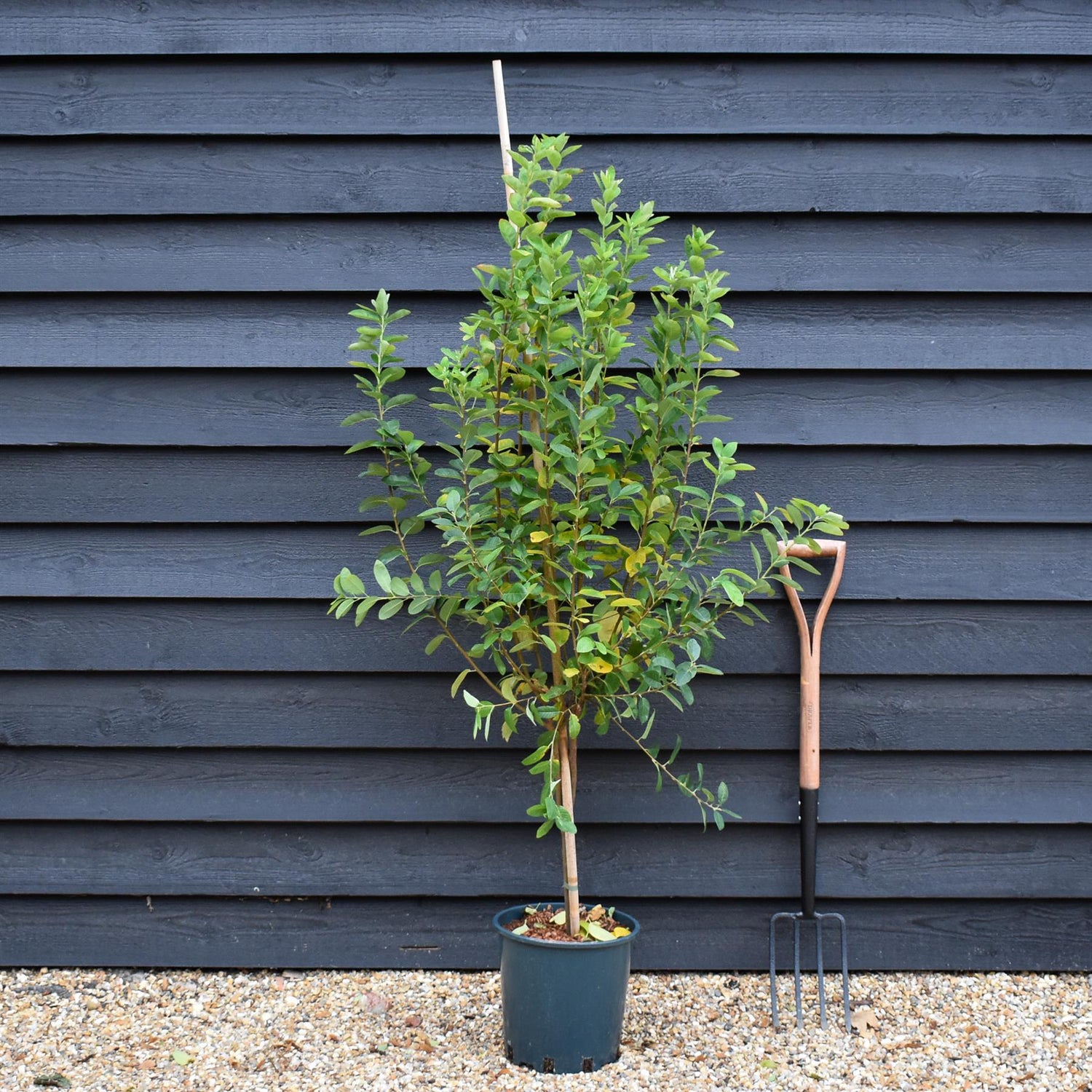 Amelanchier canadensis ' October Flame' - Height 130-150cm - 12lt