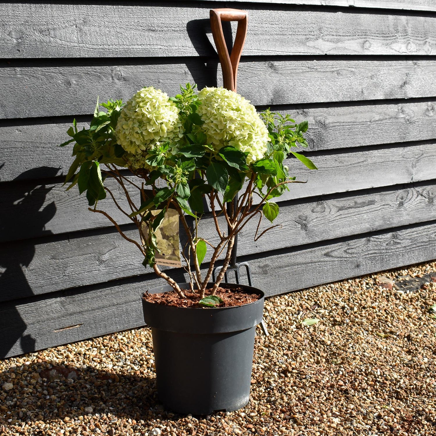 Hydrangea Paniculata 'Little Spooky' - Height 50-60cm - 15lt