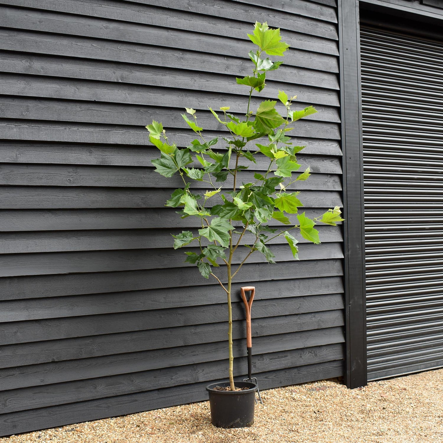 Platanus  hispanica | London plane - Height 170-200cm - Girth 6-8cm - 30lt