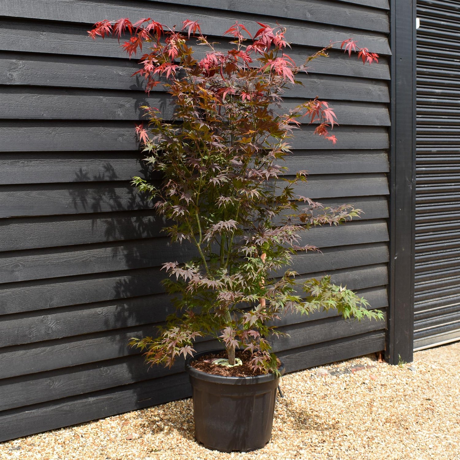 Japanese maple |Acer palmatum 'Atropurpureum' - Bushy - Height 180-190cm - 55lt