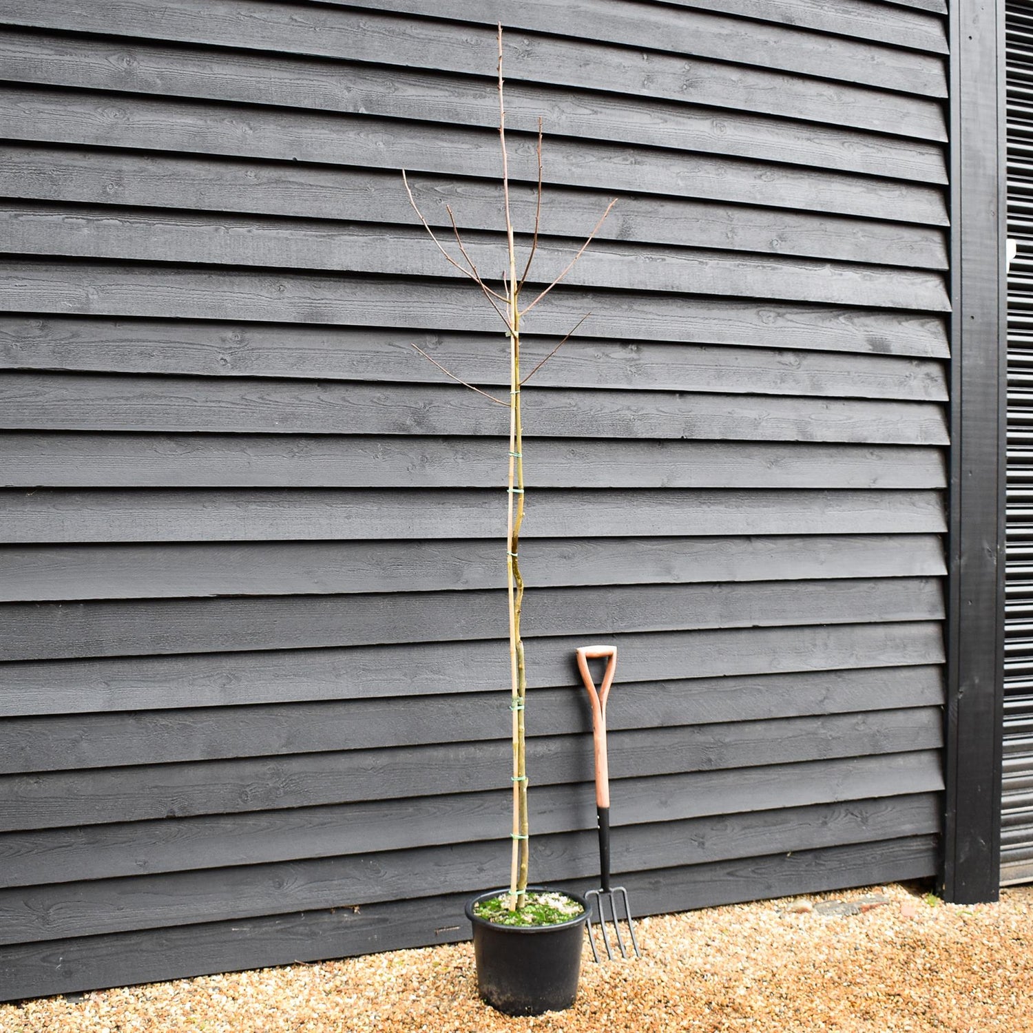 Davidia involucrata - Handkerchief Tree - Height 200-250cm - 20lt