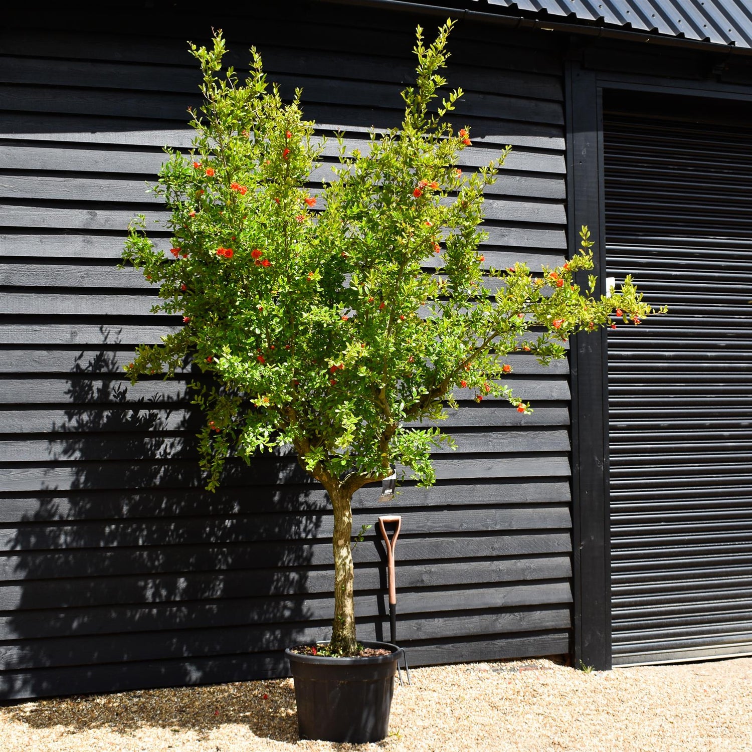 Punica granatum - Pomegranate - Girth 38-40cm - Height 200-220cm - 70lt
