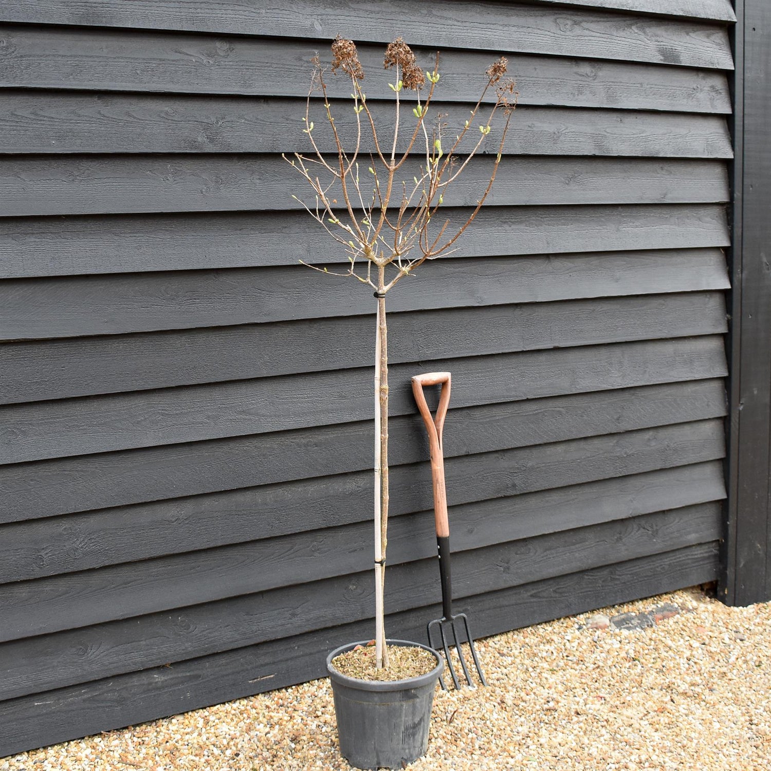Hydrangea paniculata 'Polar Bear' -  Clear Stem 90-100cm - Height 140-160cm - 15lt