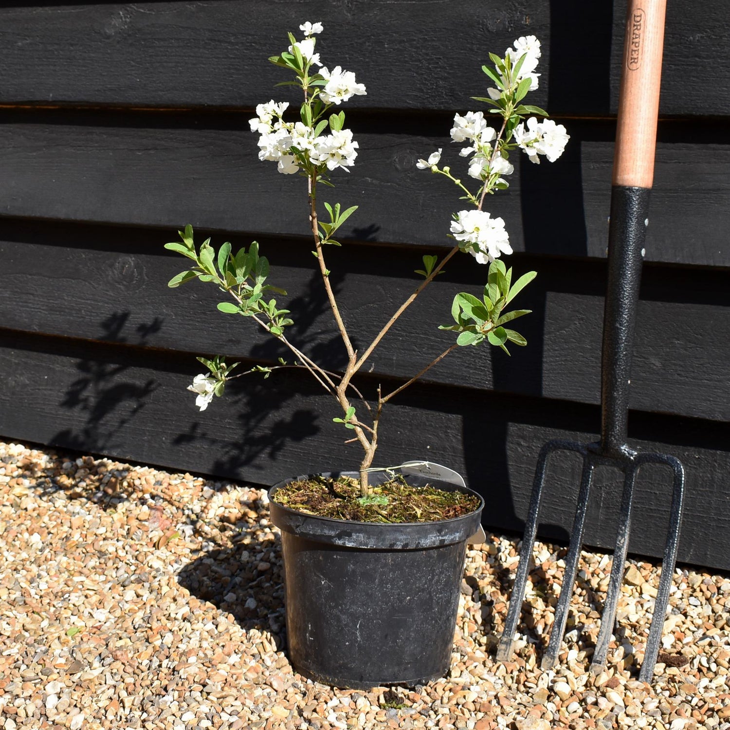 Exochorda x macrantha 'Niagara' - Height 30-40cm - 4lt
