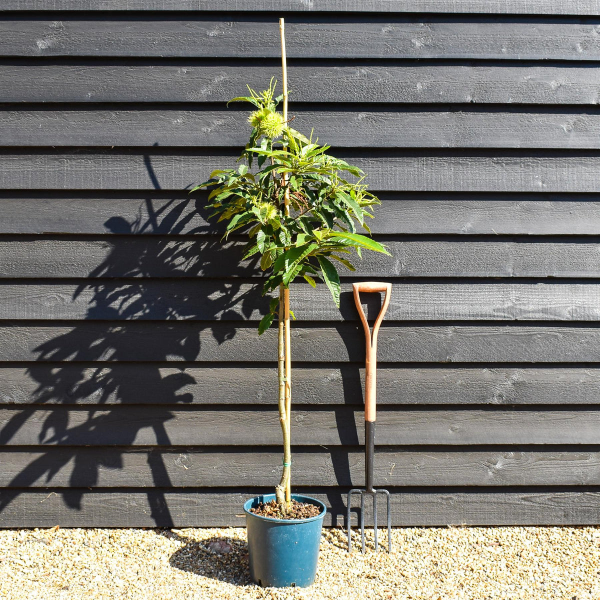 Arandel Tree Sweet Chestnut | Castanea sativa - 100-120cm - 12lt – Arundel Arboretum