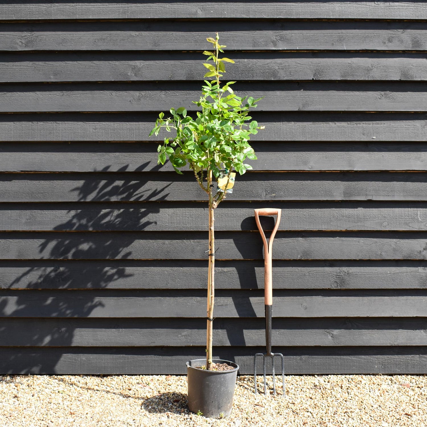 Rose - Lemon Yellow - Stem 80cm - Height 110-120cm - 10lt