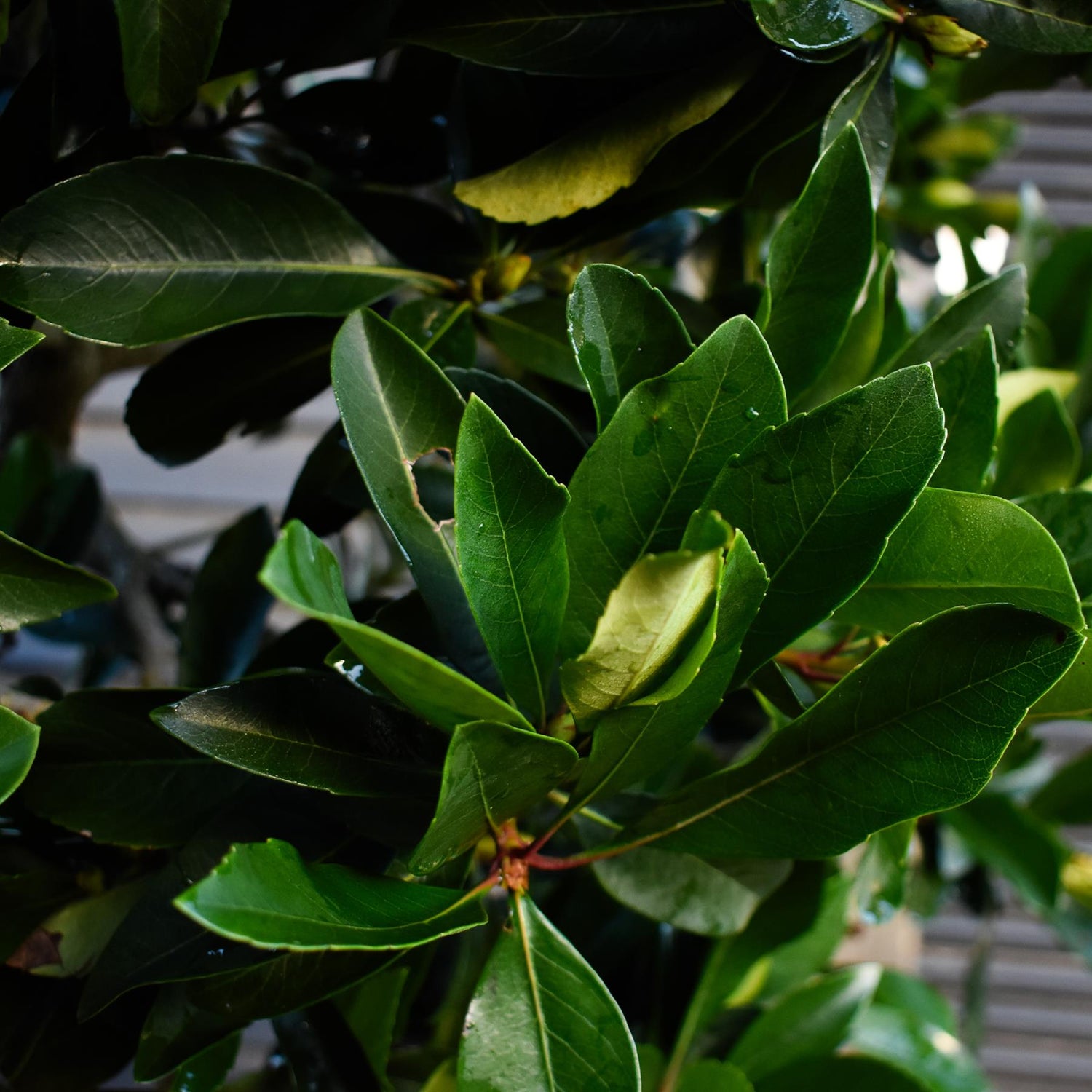 Eriobotrya japonica Tree | Loquat  -Standard - Clear Stem 190-200cm - Girth 12-14cm - Height 290-300cm - 70lt