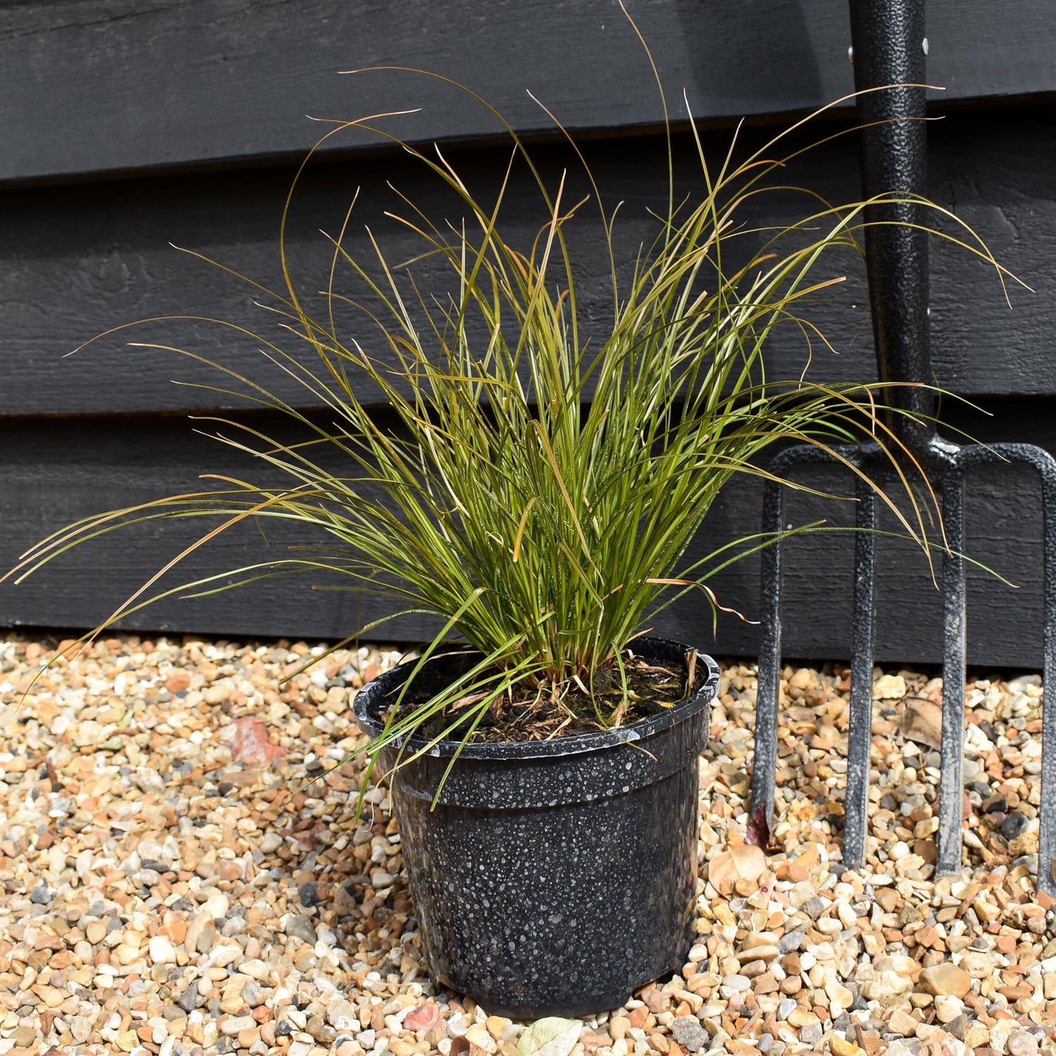 Carex testacea - Height 25-35cm - Grass - 2lt