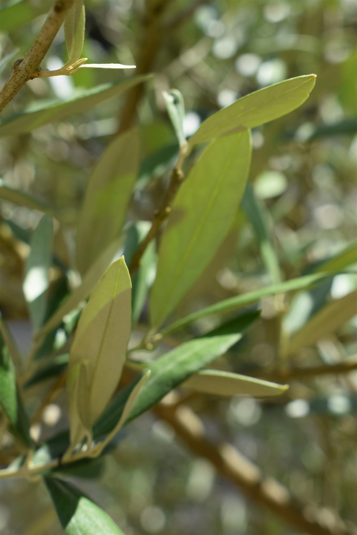 Olive Tree | Olea Europea 1/2 Std Girth 51cm - 250-260cm, 160lt