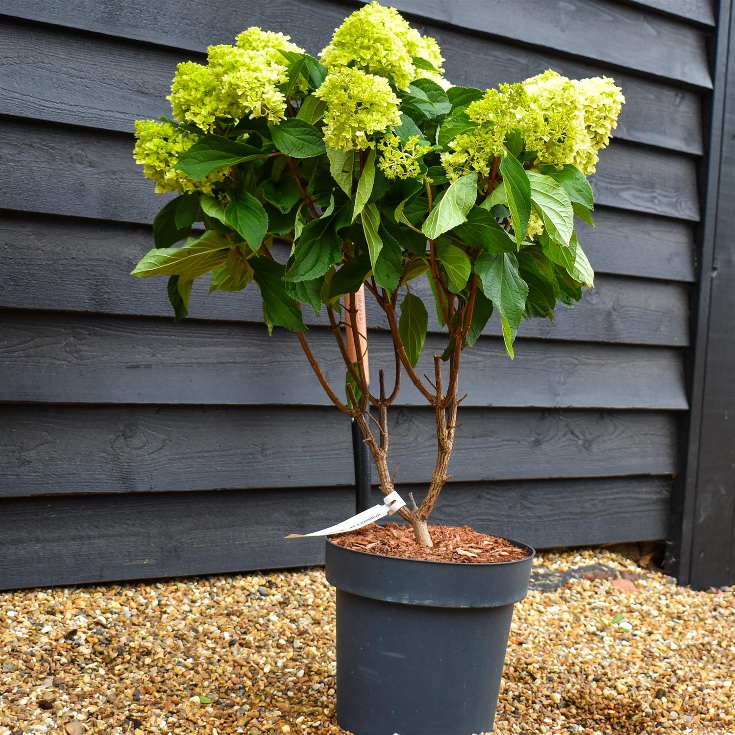 Hydrangea Paniculata 'Little Fresco' - Height 50-60cm - 15lt