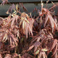 Acer palmatum 'Atropurpureum' | Red Leaf Japanese maple - 50-80cm, 10lt