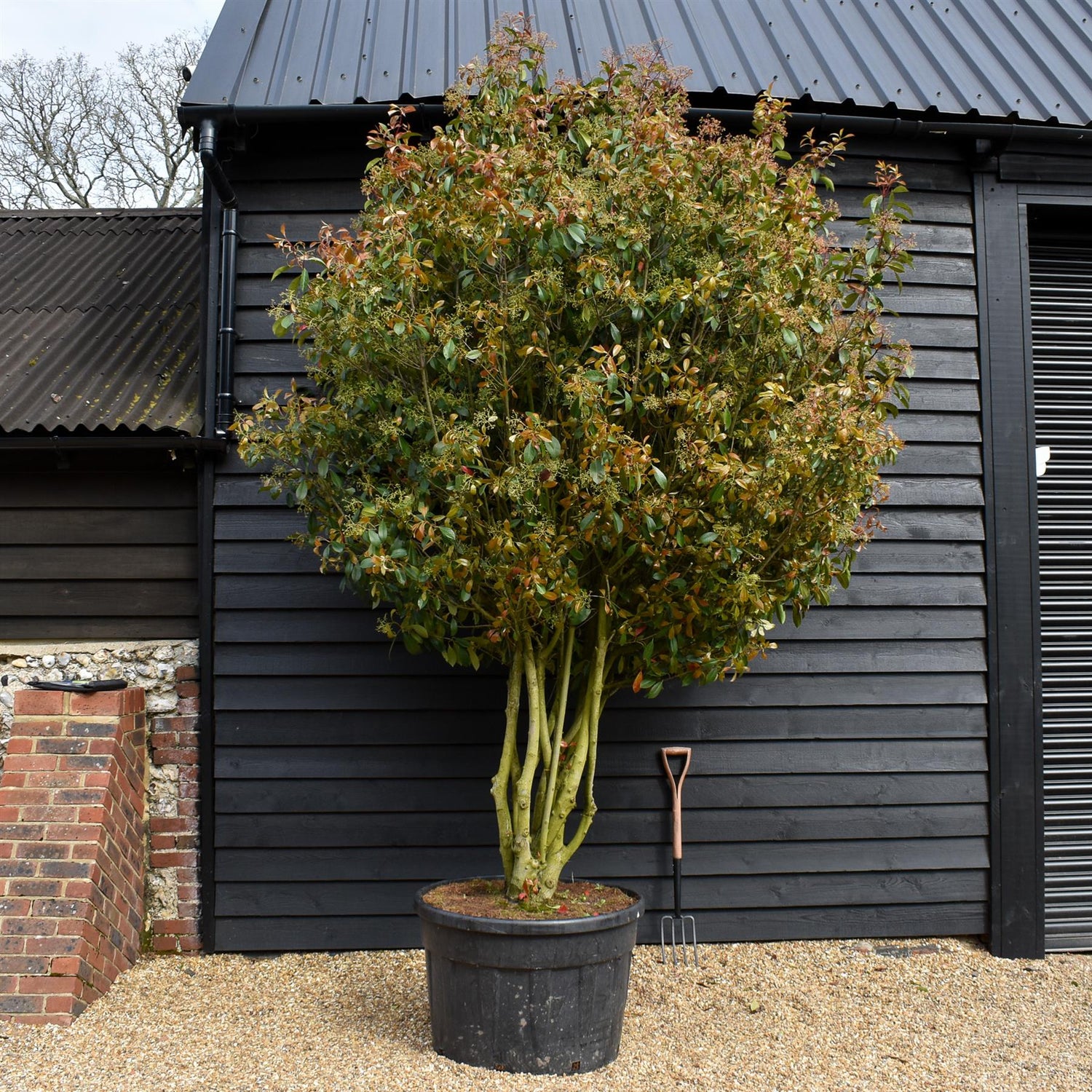 Photinia x fraseri Red Robin - Multistem - Height 220-250cm - 150lt