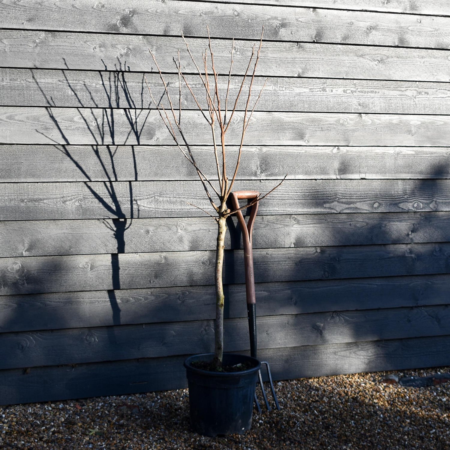 Diospyros kaki 'Rojo Brillante' | Spanish Persimmon - Quarter Standard - Clear Stem - Height 130-140cm - 18lt