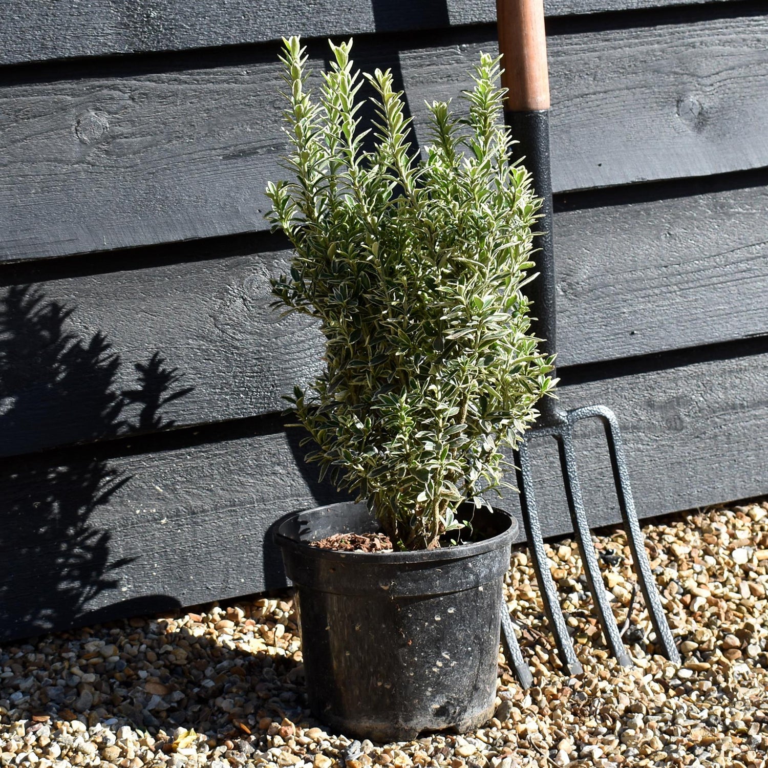 Euonymus japonicus 'Microphyllus Albovar' - Height 30-50cm - 2lt